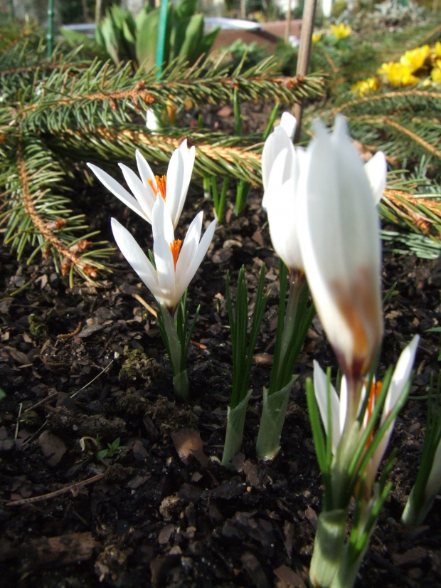 Crocus fleischeri