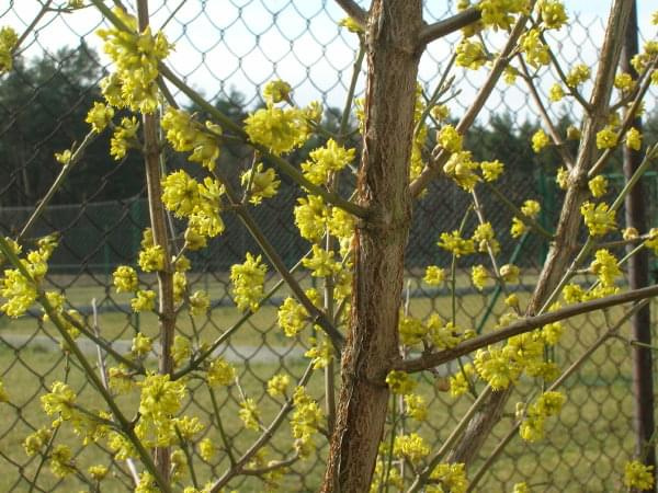 Dereń jadalny (Cornus mas)