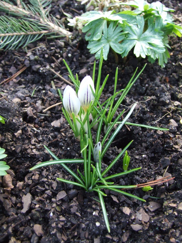 Crocus biflorus parkinsonii