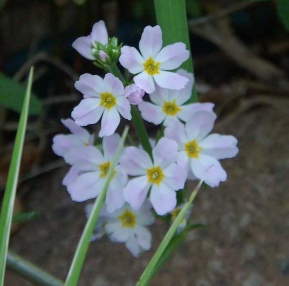 Plant of Wild Hottonia palustris