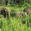 Słonie na safari