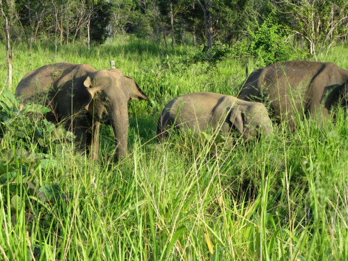 Słonie na safari