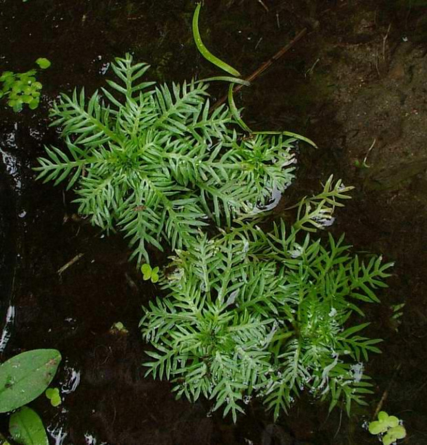 Plant of Wild Hottonia palustris