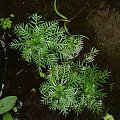 Plant of Wild Hottonia palustris