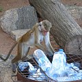 Małpki bardzo dokładnie sprawdzają kosze na skale Sigiryja.