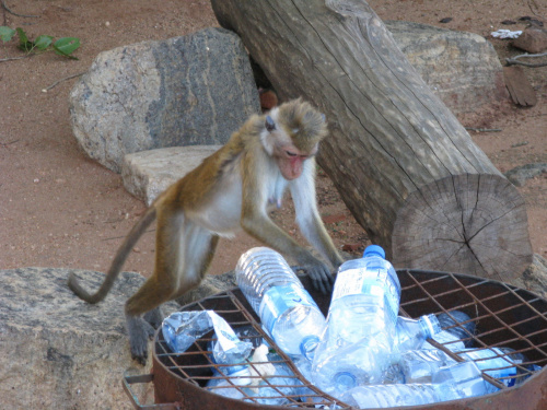 Małpki bardzo dokładnie sprawdzają kosze na skale Sigiryja.