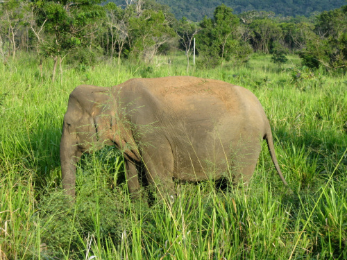 Słoń na safari