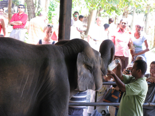 Sierociniec dla słoni. Małe elephanty lubią pić mleko z butelki