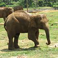 Sierociniec dla słoni. Ofiara konfliktu który panuje na Sri Lance.