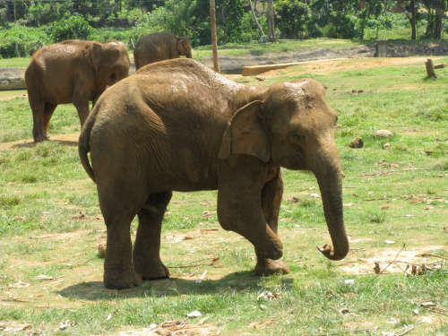 Sierociniec dla słoni. Ofiara konfliktu który panuje na Sri Lance.