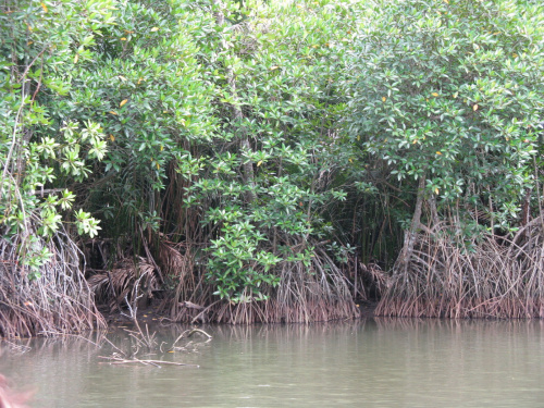 Wyprawa na rzekę #SriLanka #tropik #równik #azja #wakacje #rzeka #beruwela #riverina