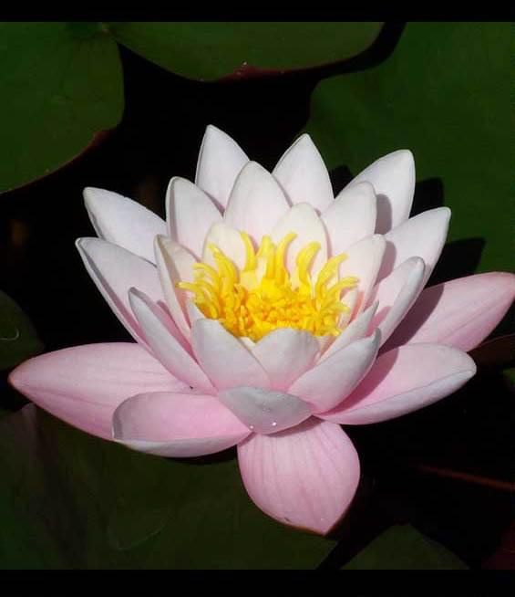 Nymphaea marliacea carnea