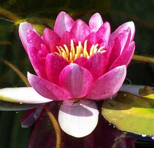 Nymphaea Conqueror flower