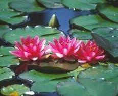 Nymphaea Conqueror flower