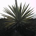 Teneryfa 2