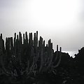 Teneryfa 2