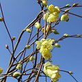 Corylopsis pauciflora