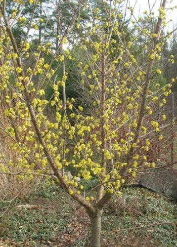 Dereń jadalny (Cornus mas)