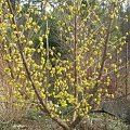 Dereń jadalny (Cornus mas)