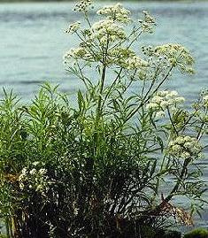 Cicuta virosa-water hemlock