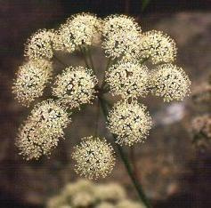 Cicuta virosa-water hemlock