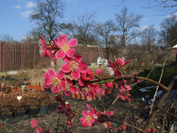 Prunus mume