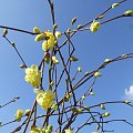 Corylopsis pauciflora