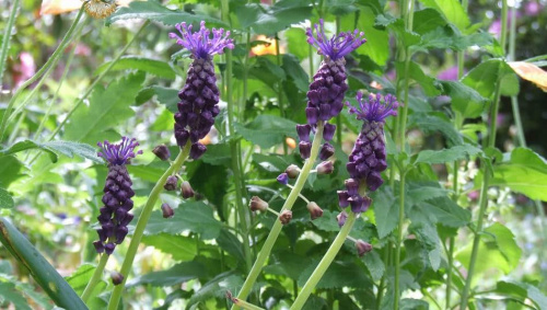 Muscari comosum