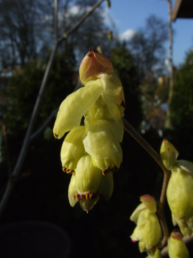 Corylopsis spicata