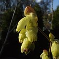 Corylopsis spicata