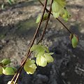 Corylopsis pauciflora