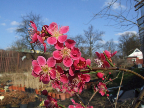 Prunus mume