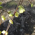 Corylopsis pauciflora