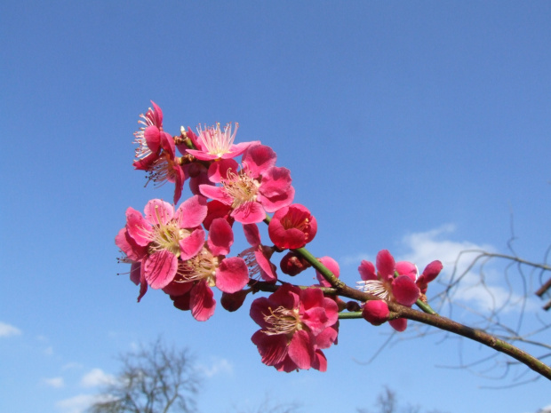 Prunus mume