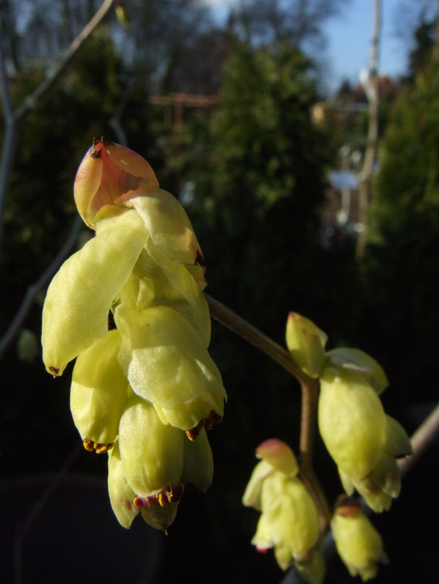 Corylopsis spicata