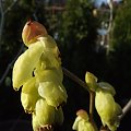 Corylopsis spicata