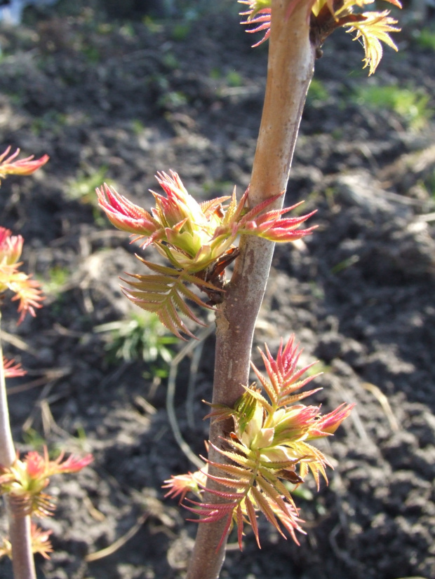 Sorbaria sorbifolia 'Sem'