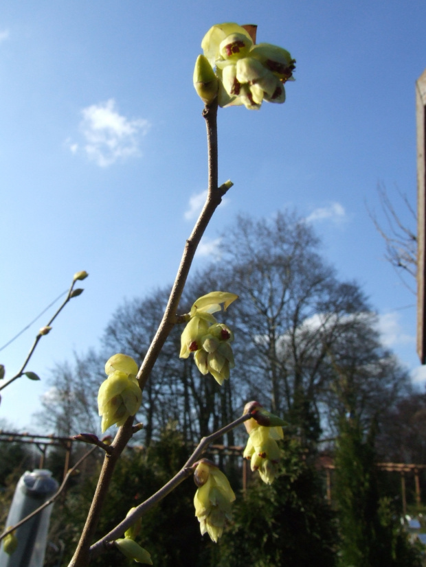 Corylopsis spicata