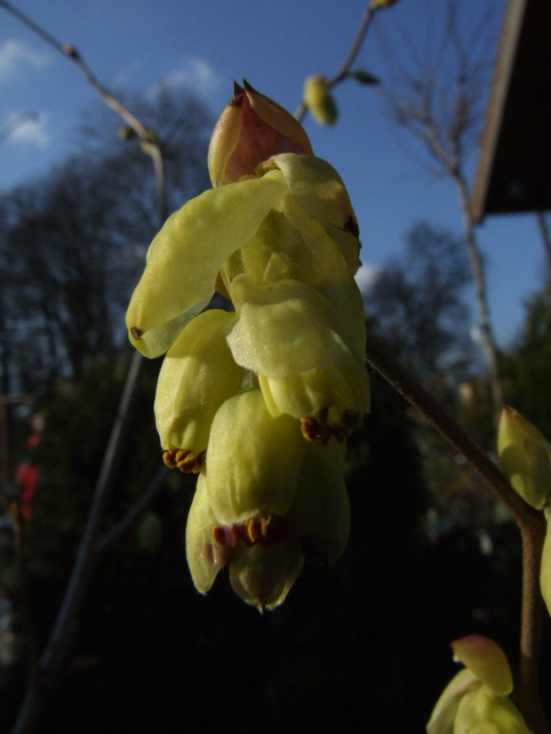 Corylopsis spicata