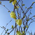 Corylopsis pauciflora