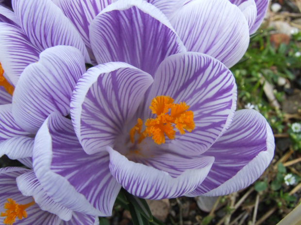 Crocus vernus 'Pickwick'