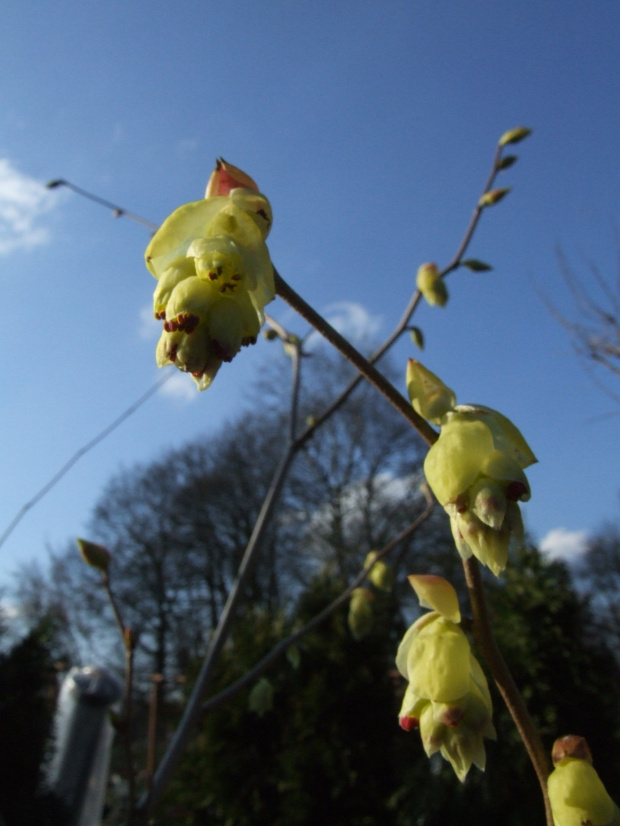 Corylopsis spicata