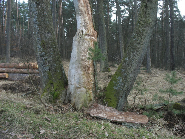 Puszcza Niepołomicka