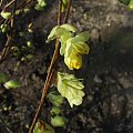 Corylopsis pauciflora