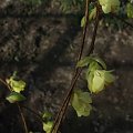 Corylopsis pauciflora