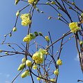 Corylopsis pauciflora