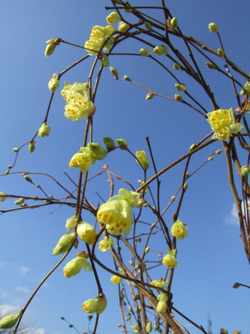 Corylopsis pauciflora