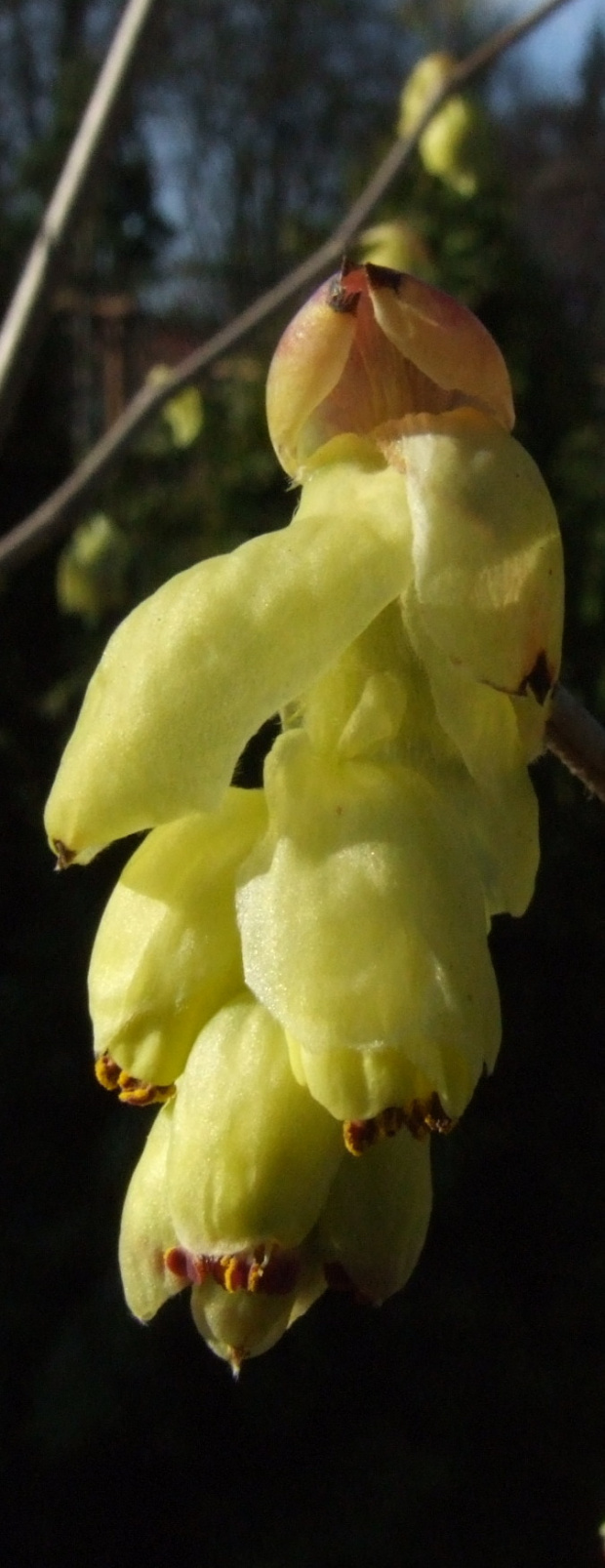 Corylopsis spicata