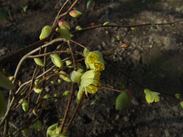 Corylopsis pauciflora