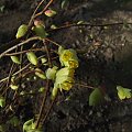 Corylopsis pauciflora